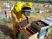 دانلود رایگان مجموعه ی آموزشی زنبورداری و پرورش زنبور عسل pdf