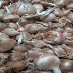 کاشت پیاز زعفران
